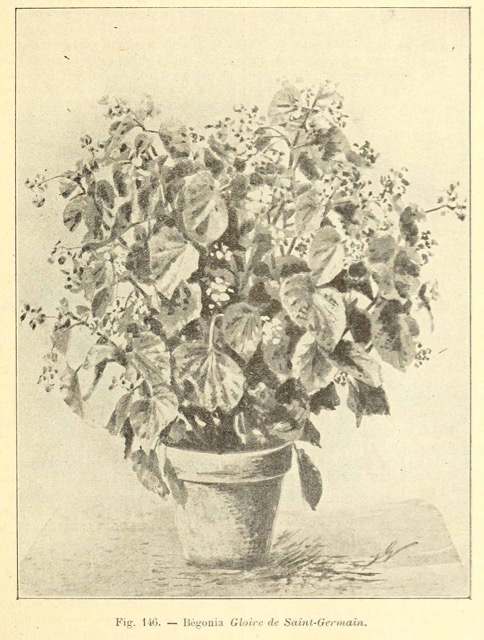 B. ‘Gloire de Saint-Germaine’